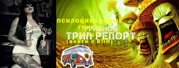 шишки Арсеньев